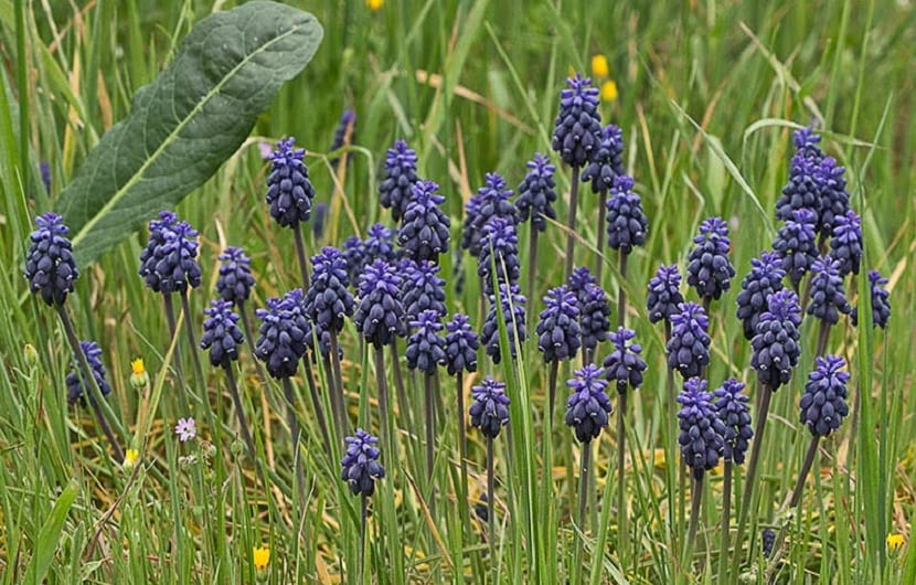 Muscari neglectum
