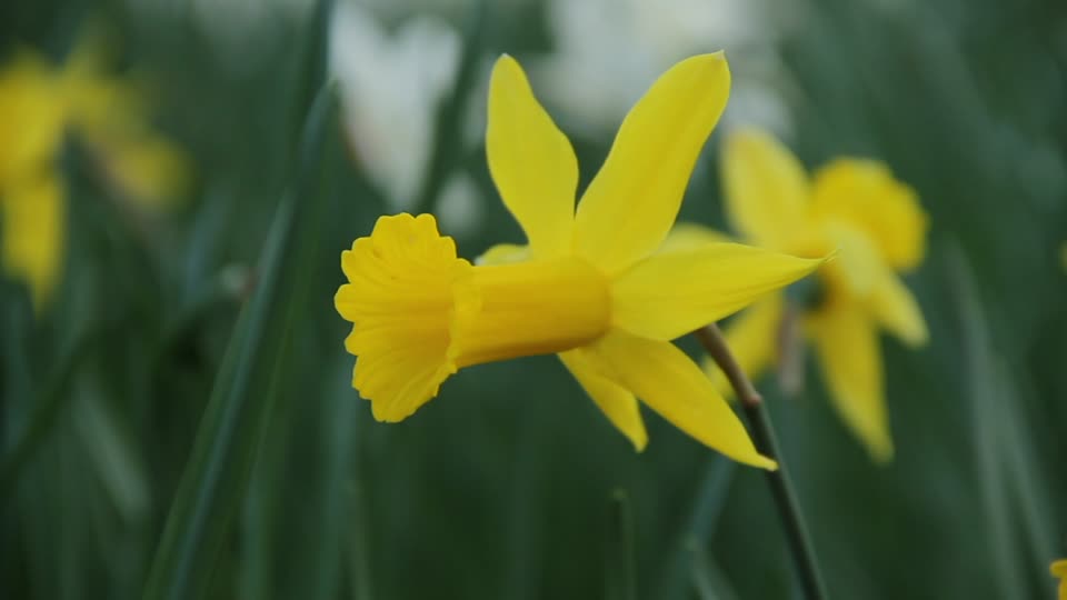 narciso hermoso