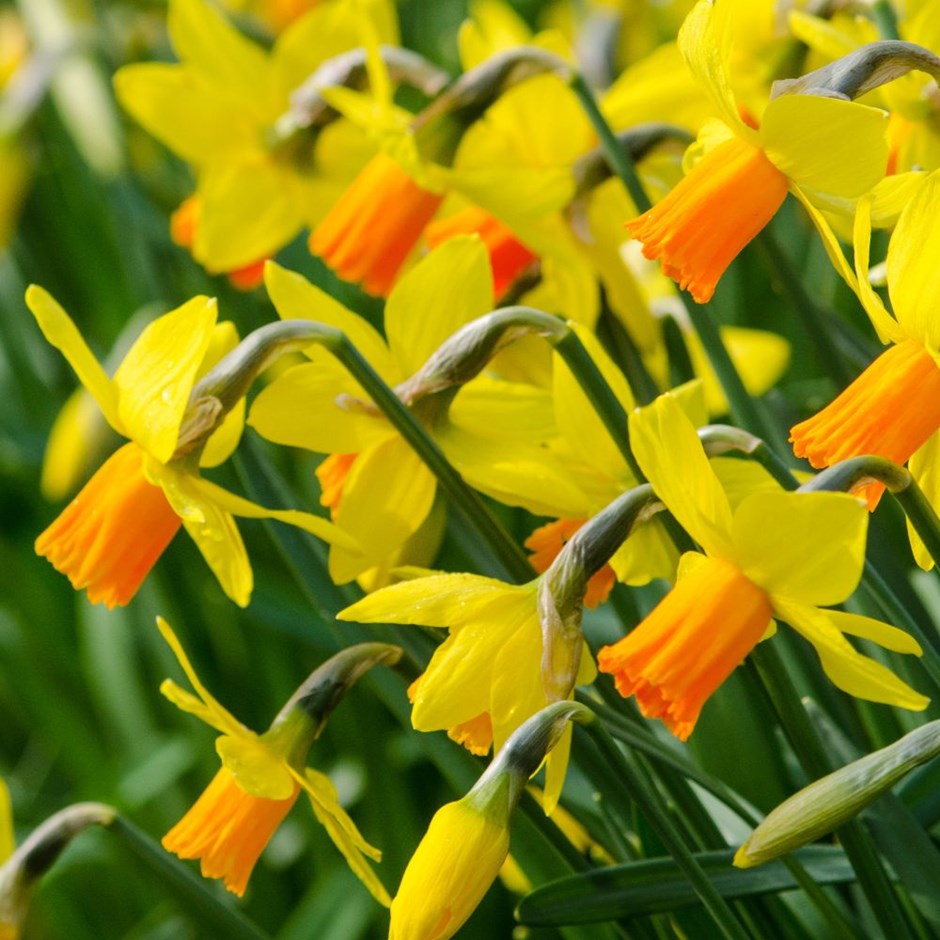 Narcissus cyclamineus