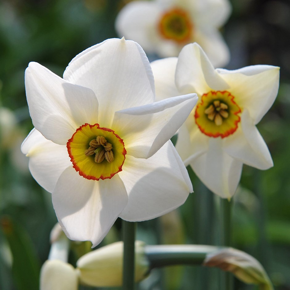 narcissus poeticus