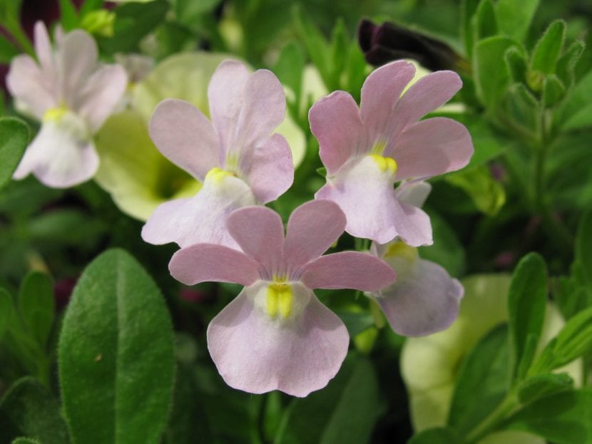 Ejemplar de Nemesia frutican 'Opal Innocence'