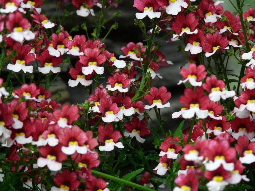 Planta de Nemesia en flor