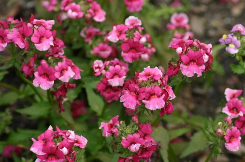 Ejemplar en flor de Nemesia 'Safari Pink'
