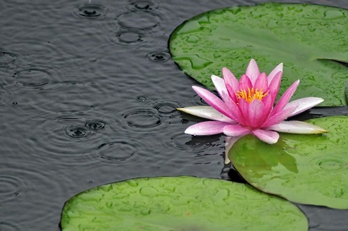 Flor rosa sobre hojas flotantes en un estanque