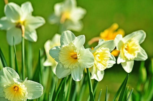 Narcisos en flor