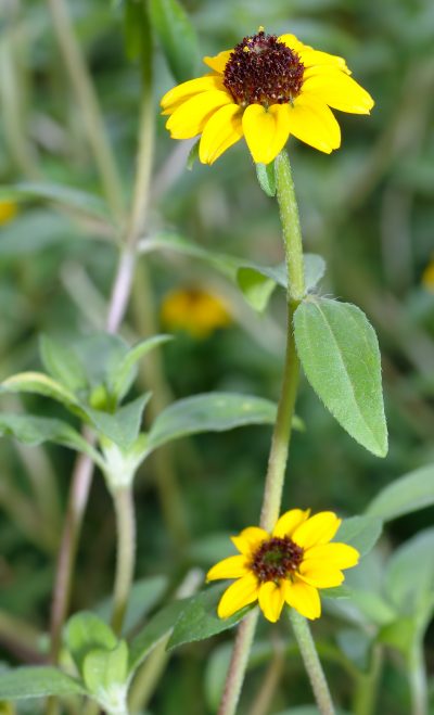 Vista de la flor de gallo