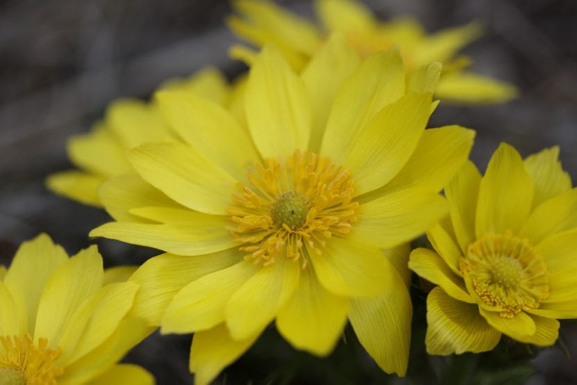 Flor de Adonis