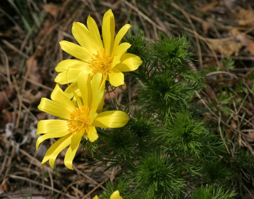 Planta Adonis vernalis