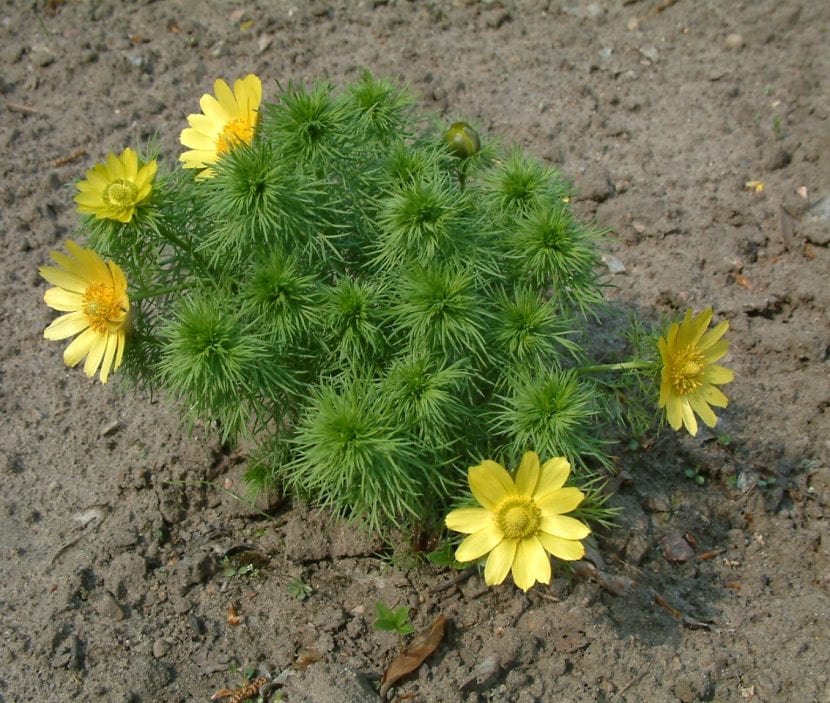 Planta Adonis vernalis