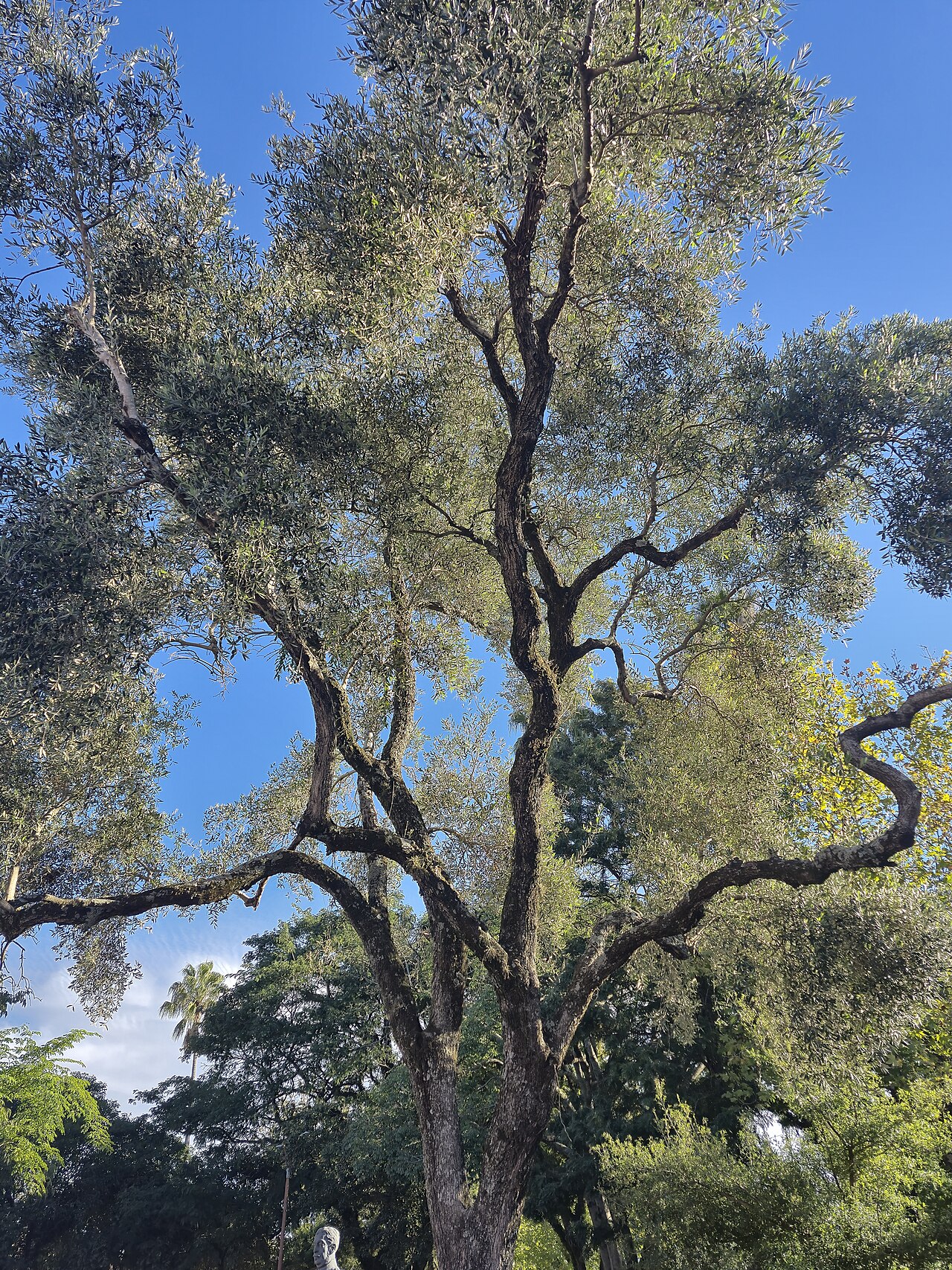 olivo
