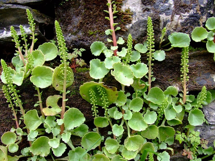 planta trepadora