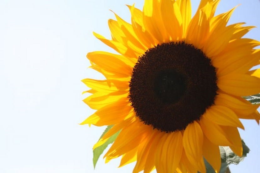 Girasol: origen, cultivo, pipas y heliotropismo real