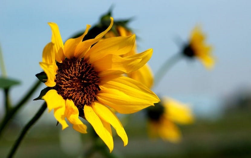 girasol-2