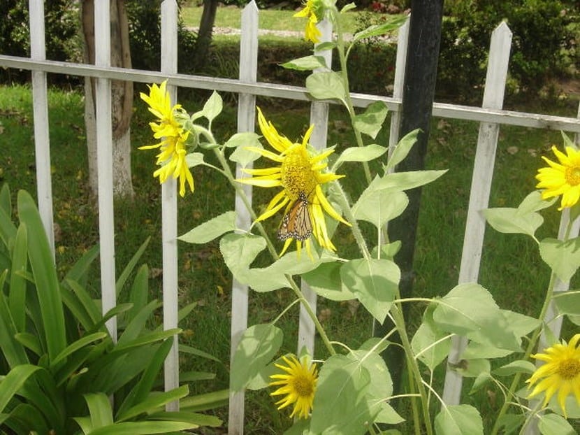 Girasol