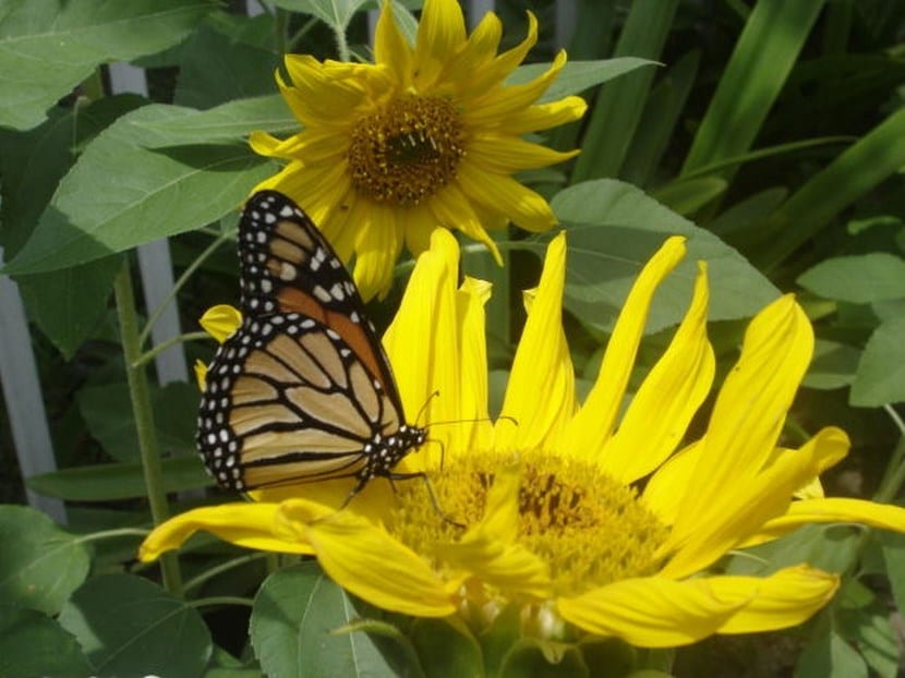 Girasol