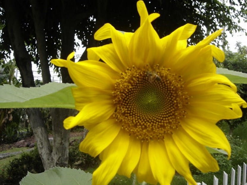 Girasol