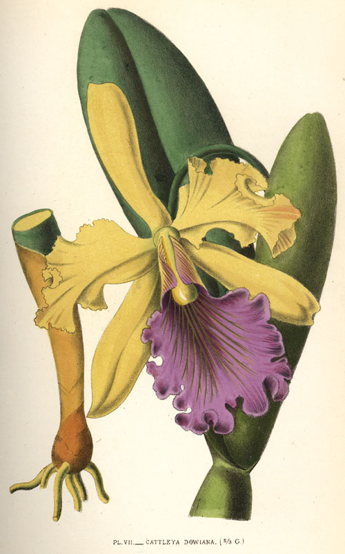 Lámina botánica de Cattleya dowiana con el pseudobulbo y la raíz