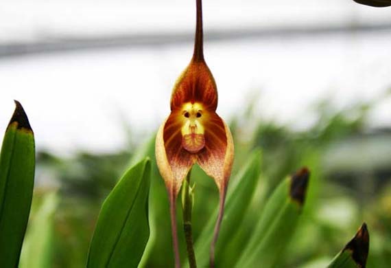 Orquídea Drácula Simia