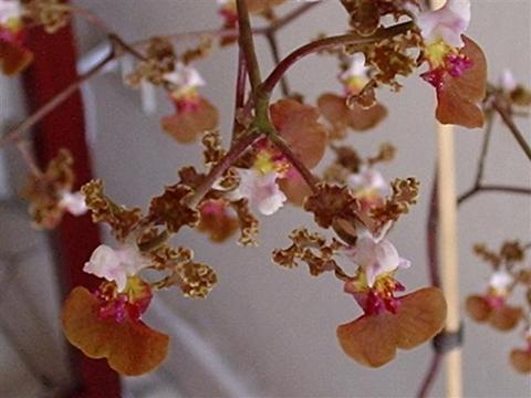 Orquídeas Oncidium