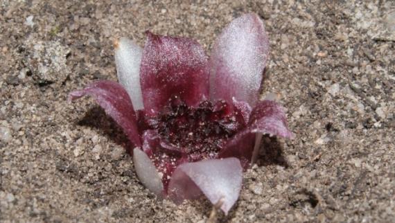 Orquídeas subterráneas: Rhizanthella y sus parientes ibéricos