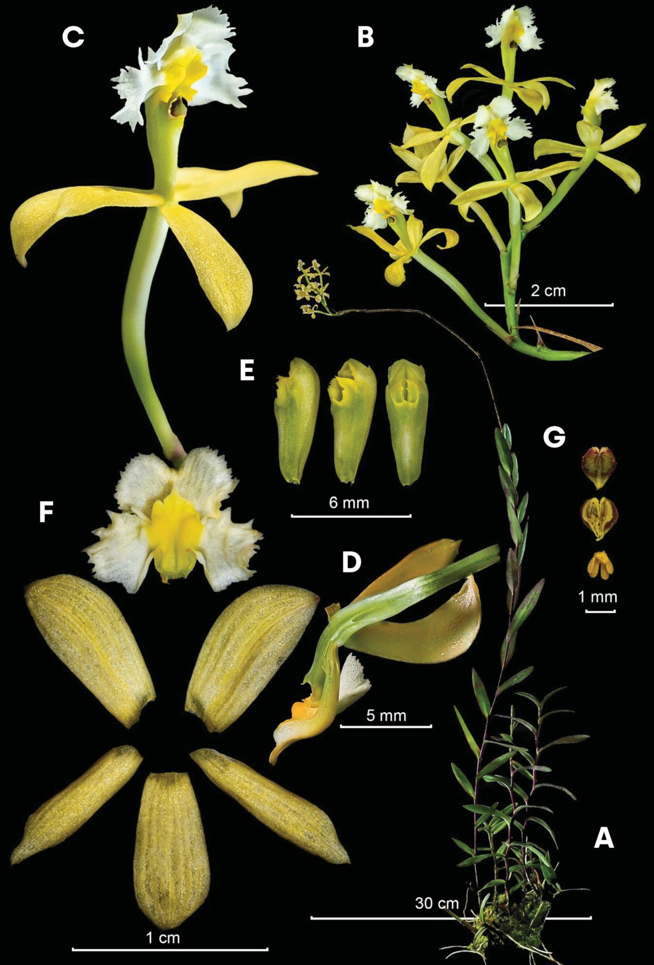 Orquídea Epidendrum
