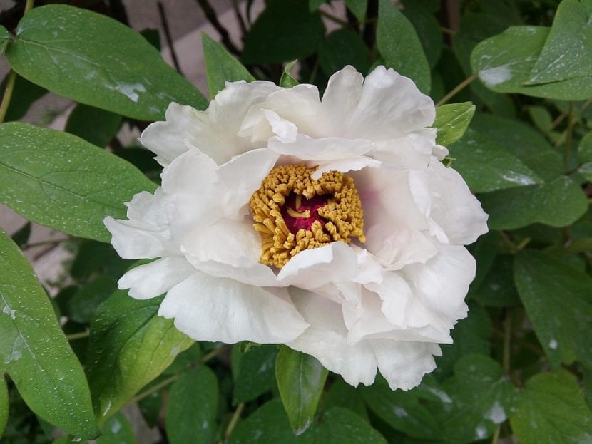 Paeonia lactiflora