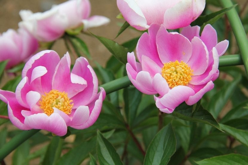 Paeonia lactiflora