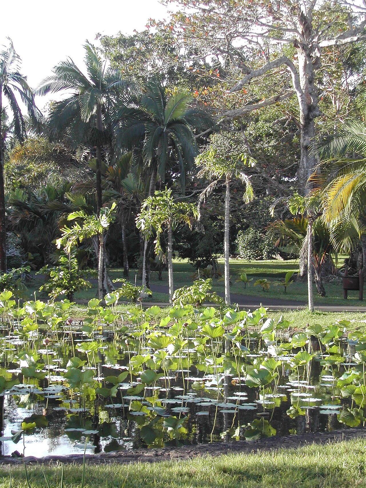 Parasoles jardín