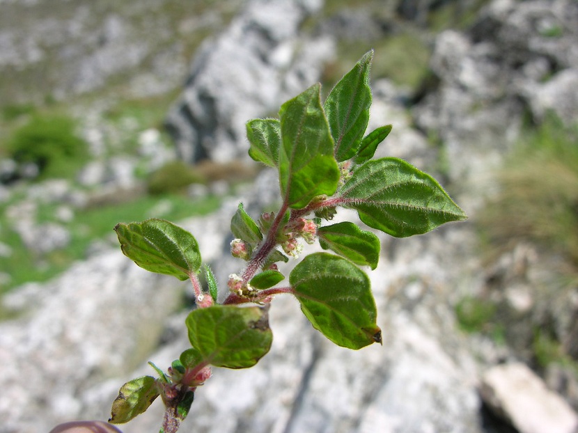 Planta que produce alergias