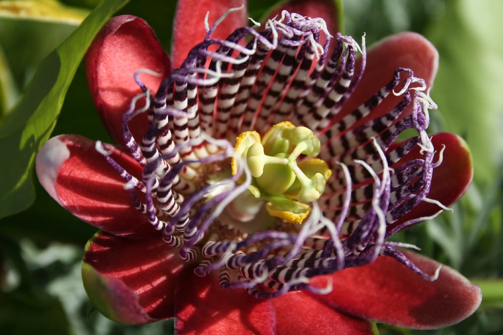 Passiflora alata: cultivo, poda y polinización de la pasionaria