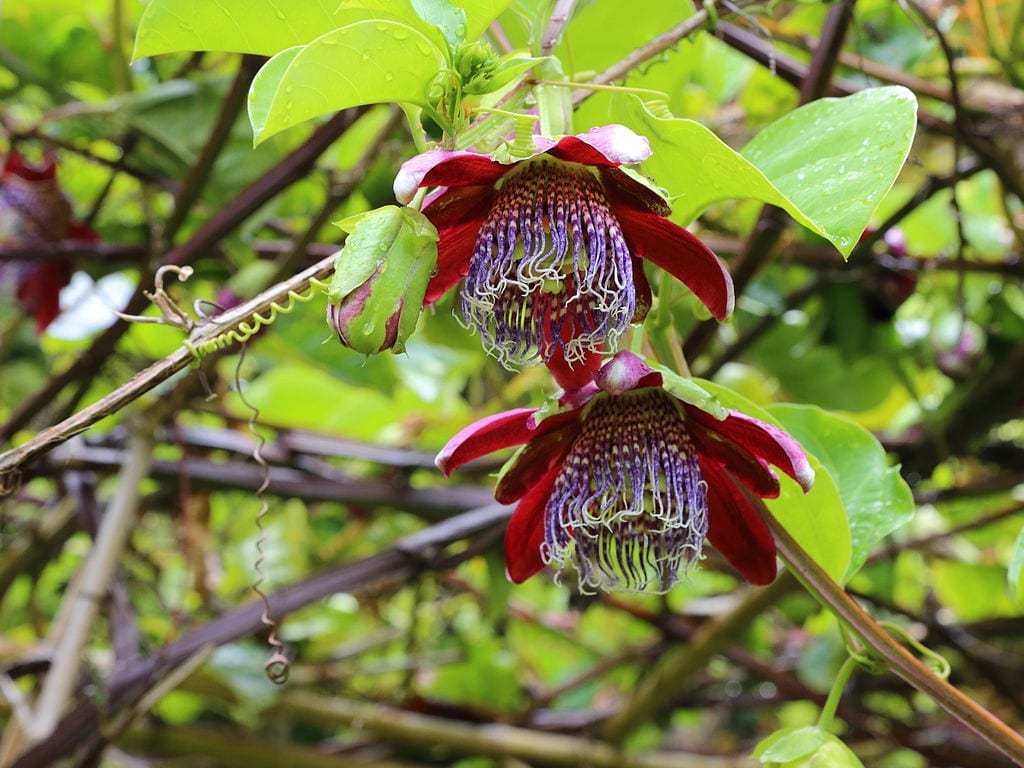 Planta de Passiflora alata trepando por un soporte