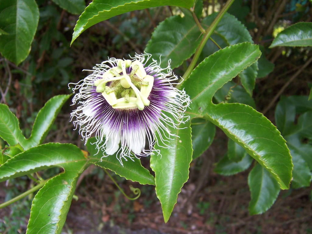 Passiflora o flor de la pasión