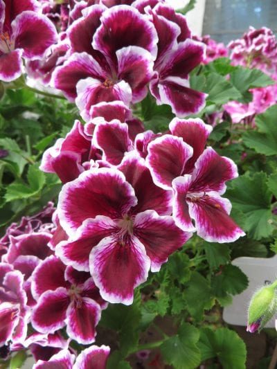 Flores de Pelargonium grandiflorum