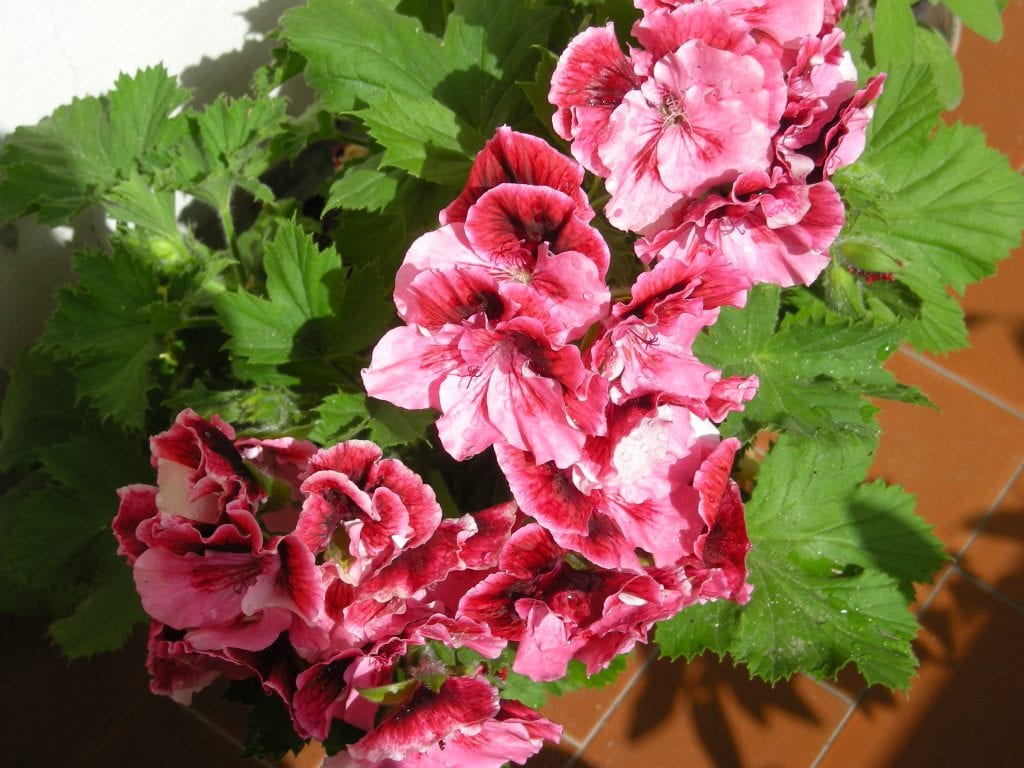 Pelargonium grandiflorum: cuidados, riego y floración
