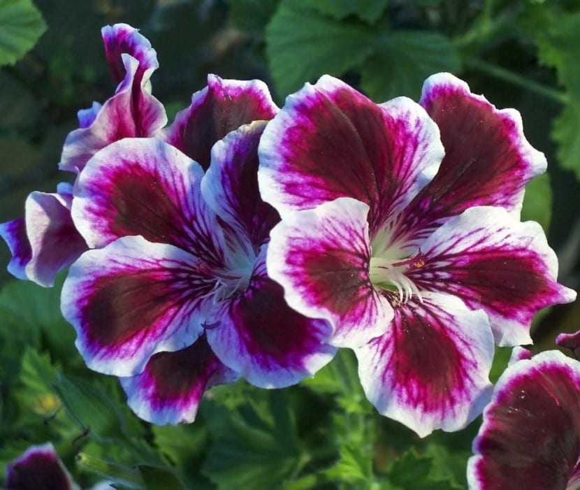 Pelargonium en flor