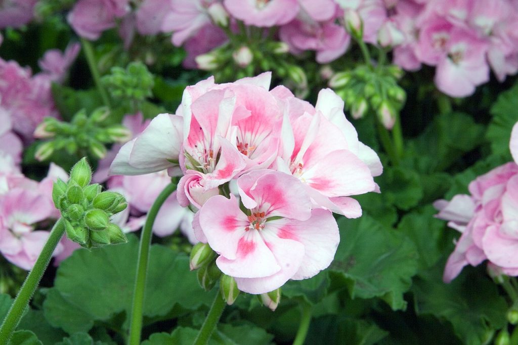 Geranio de jardín Pelargonium x hortorum en flor