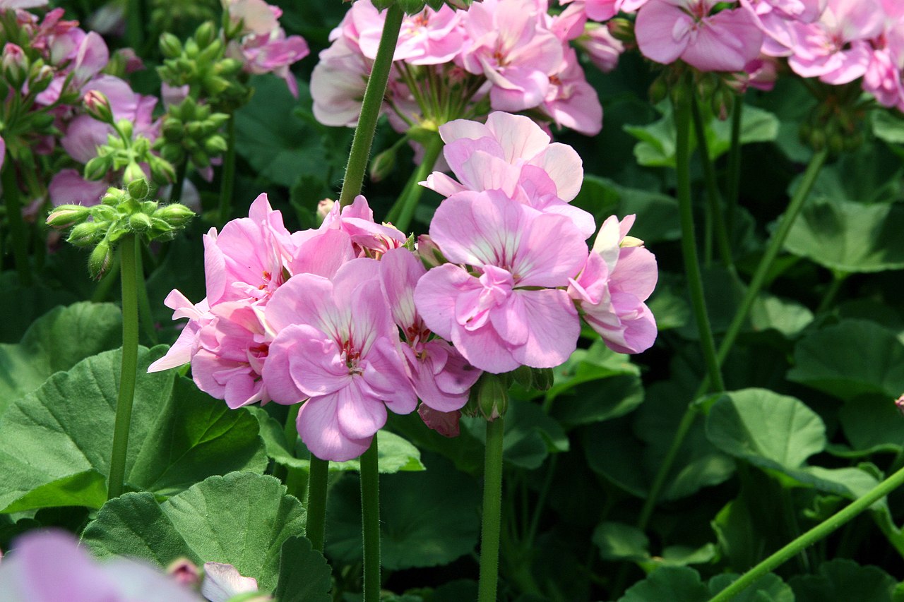 Las flores del Pelargonum x hortorum son de distintos colores