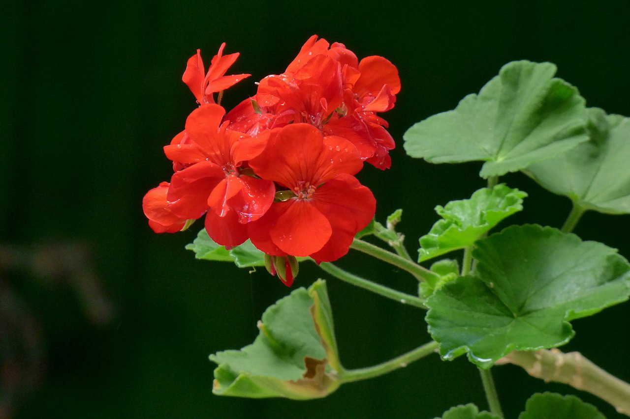 El Pelargonium hortorum es uno de los geranios más comunes