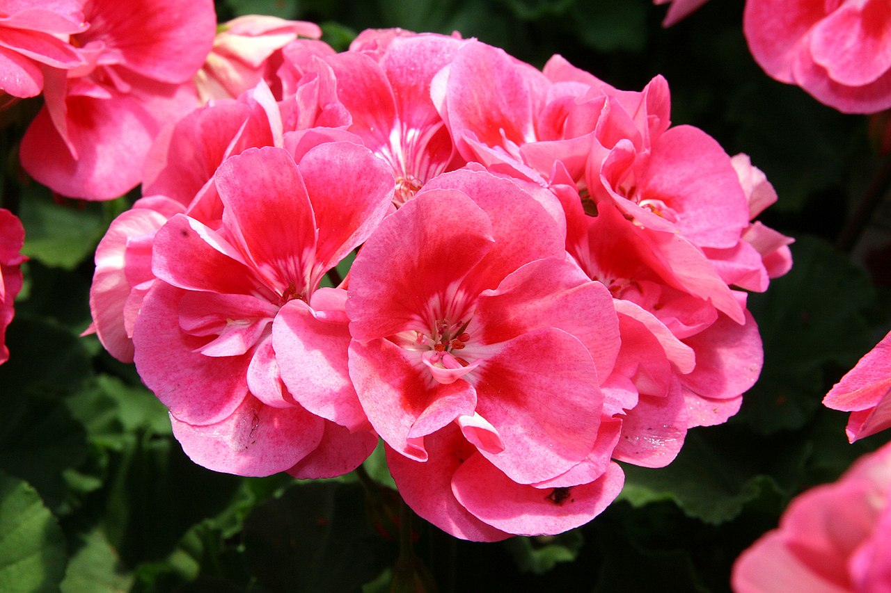 El Pelargonium hortorum es un arbusto pequeño