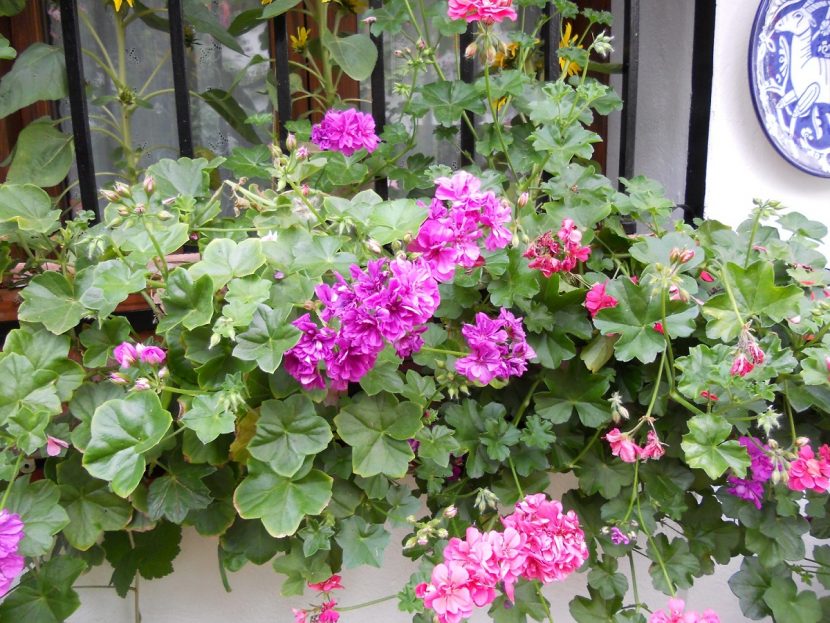 Pelargonium peltatum florecido en una ventana