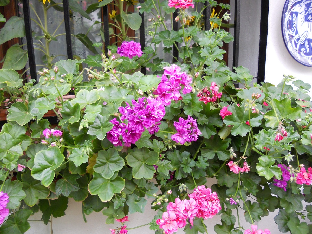 Pelargonium peltatum parecida a un geranio en una ventana