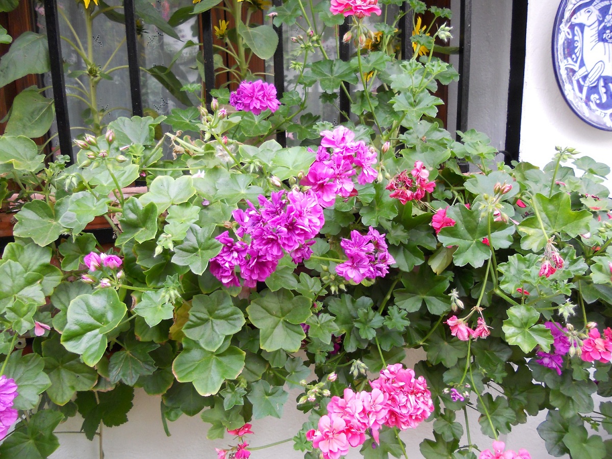 Pelargonium peltatum: cultivo y cuidados del geranio de hiedra
