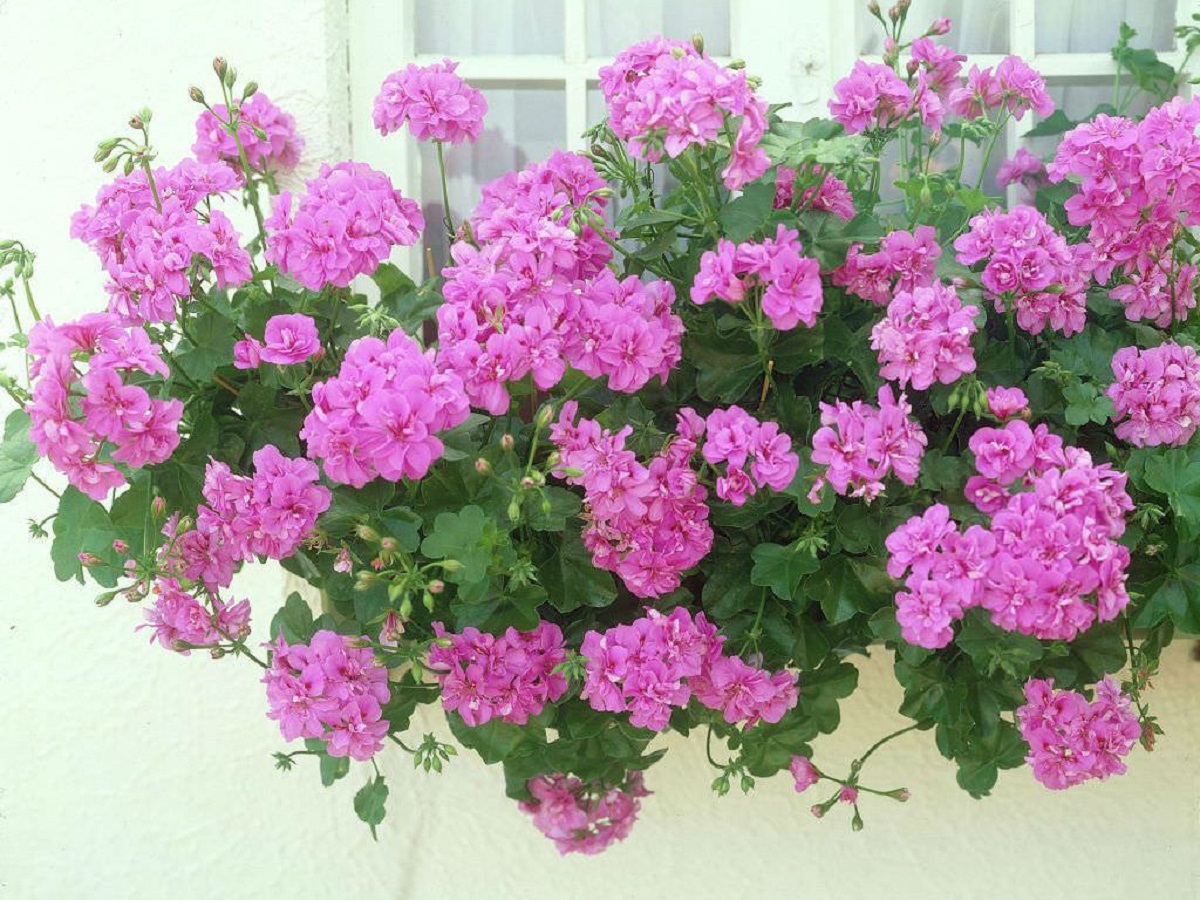 planta parecida a un geranio que sobresale de un balcon