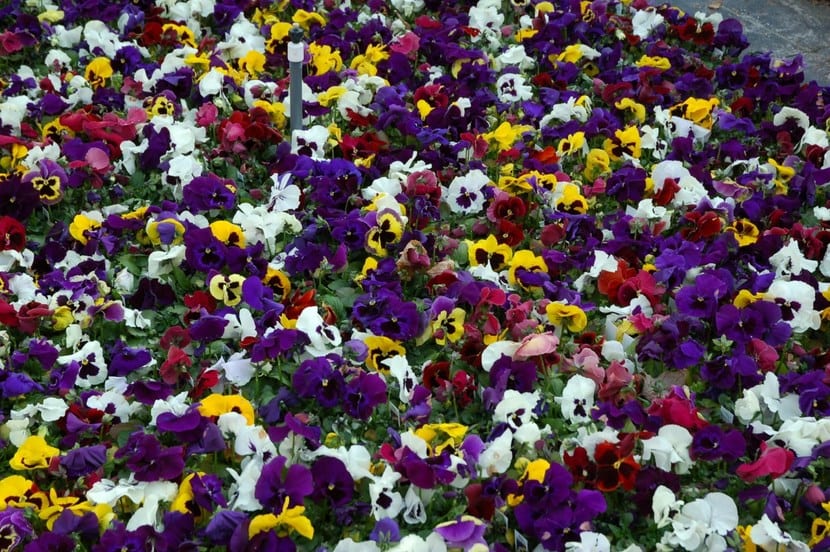 Pensamientos, flores coloridas para tener en el jardín o balcón