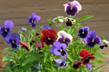 Pensamientos en flor con distintos colores