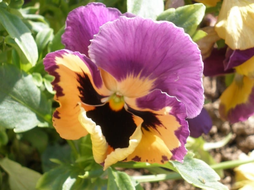 Pensamientos, flores coloridas para tener en el jardín o balcón