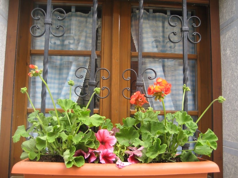 Pensamientos, flores coloridas para tener en el jardín o balcón