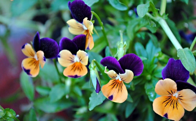 Pensamientos, flores coloridas para tener en el jardín o balcón