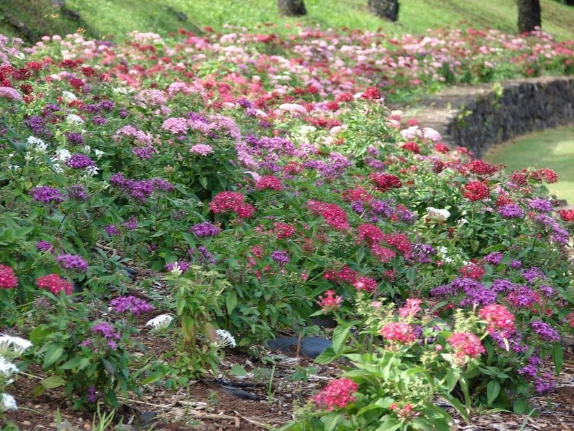 Mata de Pentas lanceolata plantada en el jardín