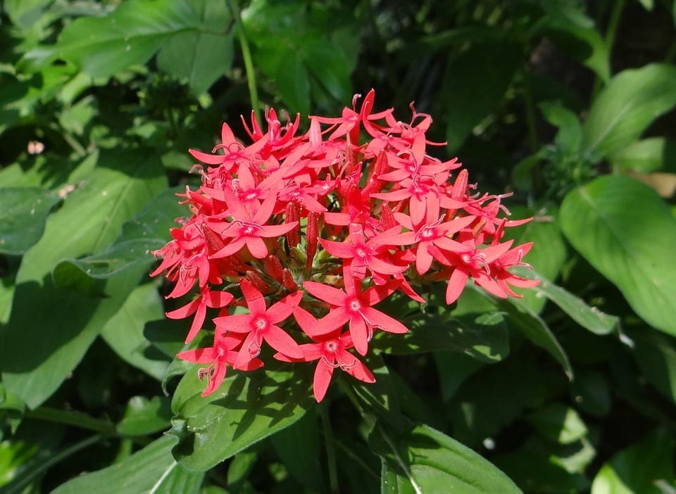 Pentas lanceolata: cuidados, riego, poda y floración